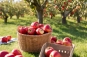 appels