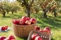 appels