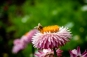 bloem