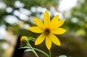 bloem